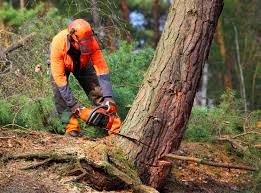 Trusted Green Valley, SD Tree Services Experts