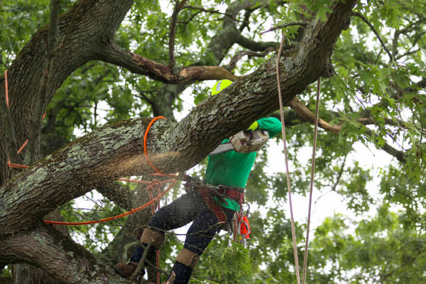 Best Storm Damage Tree Cleanup  in Green Valley, SD