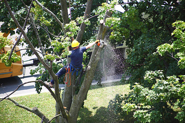 Best Tree and Shrub Care  in Green Valley, SD