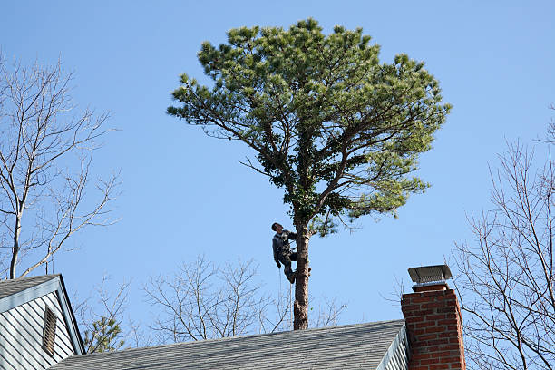 Best Tree Removal  in Green Valley, SD