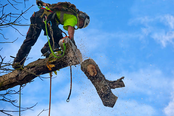 How Our Tree Care Process Works  in  Green Valley, SD