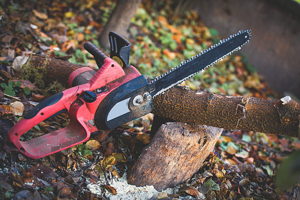 Best Root Management and Removal  in Green Valley, SD