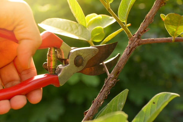 Best Tree Risk Assessment  in Green Valley, SD